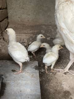 Aseel Heera chicks