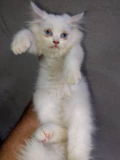 Persian kitten cat