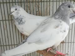 Pigeons for sale