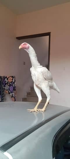 white shamo female home breed