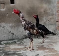 aseel murga and murgy