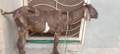 Bakri