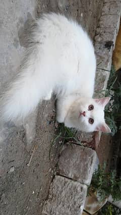cat for sell