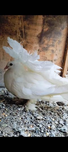 American Lakka For Sale
