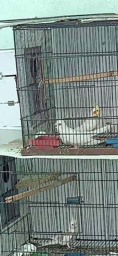 eno female exchange be ho sakti hi yellow k sath