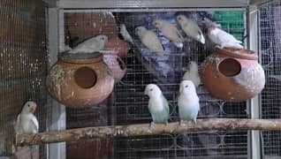 Lovebirds
