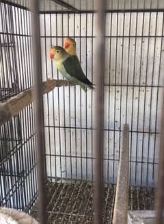 Love birds