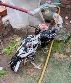 aseel pair