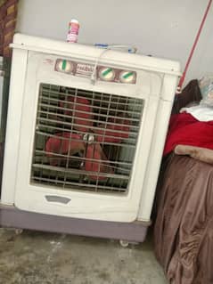 urgent sale