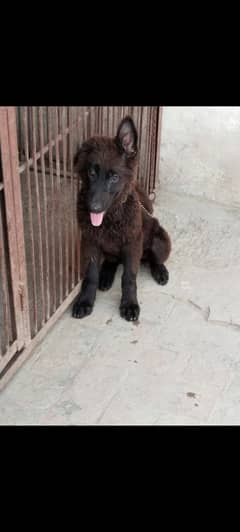 German shepherd