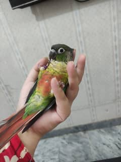 Hand tamed young female yellowsided conure