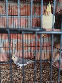 parrot