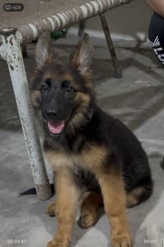 german