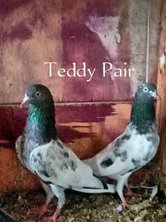 Teddy Pair