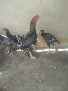 aseel chiks and aseel madi 2 aik murgha