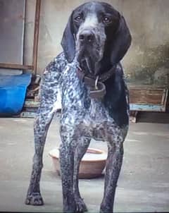 German Pointer Dog Available Shikar Laga huwa hy Whatsapp 03174628195