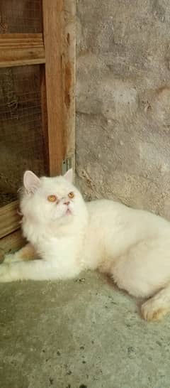 punch face Persian male cat for sale