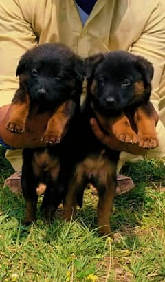 German shepherd | Puppy | GSD | Dog for sale | Long coat 0319 1952043