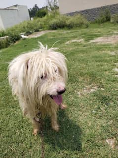 Russian dog