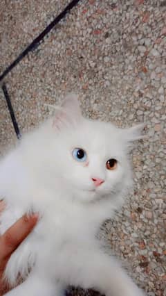 Persian cat female healthy 0312_1483175 wtsp cntct