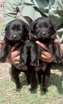 Black German shepherd | Puppy | GSD | Dog for sale | Long coat