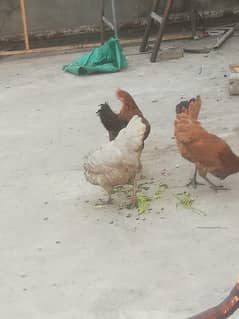 3 hens