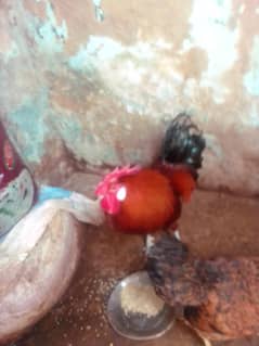 Dase murgi murga urgent sale