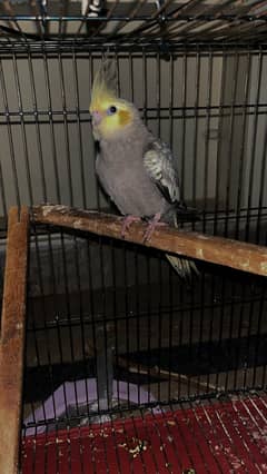 Cockatiel Bird