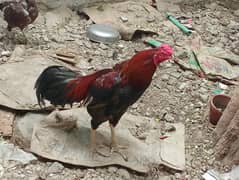 ASEEL FOR SALE  ,"AGE" 2 YEARS