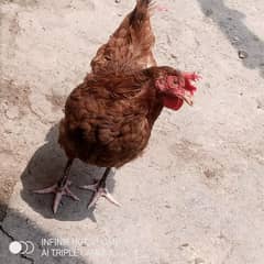 Hen lying egg's
