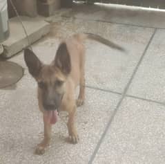 Alsatian Male Puppy
