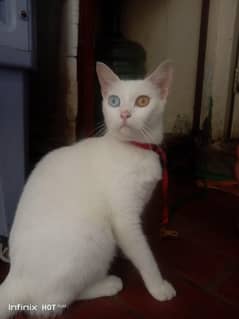 very beautiful persain cat and double. eyes
