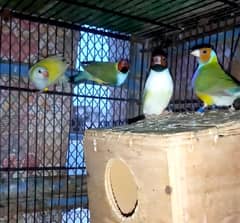 LADY GOLDIAN 2 BREEDER PAIRS/03152248124