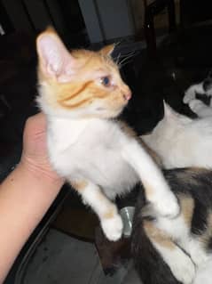 Persian cat babies for sell 4 months age