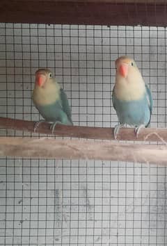 lovebird