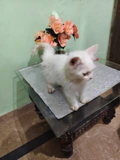 Persian