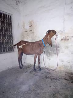 nagri nasal ke ha  location sailkot