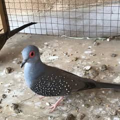 Diamond Dove 