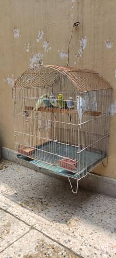 6 Budgies ( 2 Pair and 2 single) with Cage