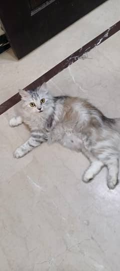 cats Available for Sale paire very play full