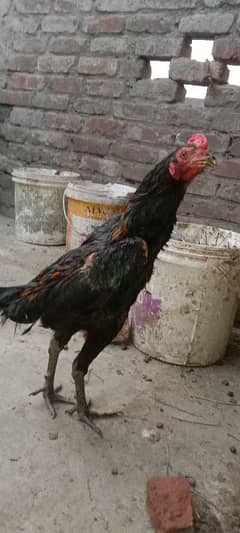 pure black barmi tahi Aseel murga murgi