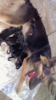 German shepherd