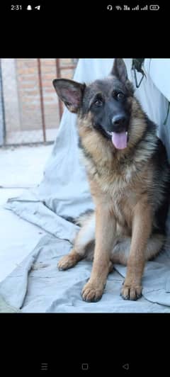 German