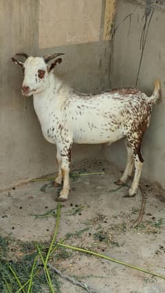 Cheena Tedda (Codu)