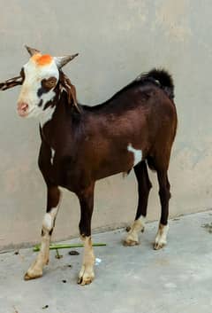 Bakra