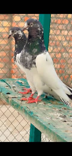 Breeder Pigeons .