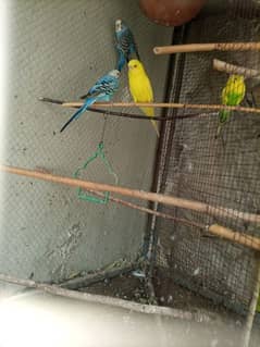 parrot for sale