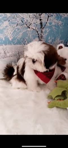 Shitzu male puppy imported Pedegree parents high quality puppy