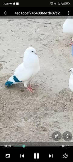 pati wala