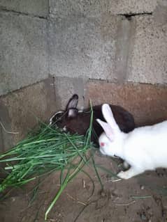 Rabbit for sale